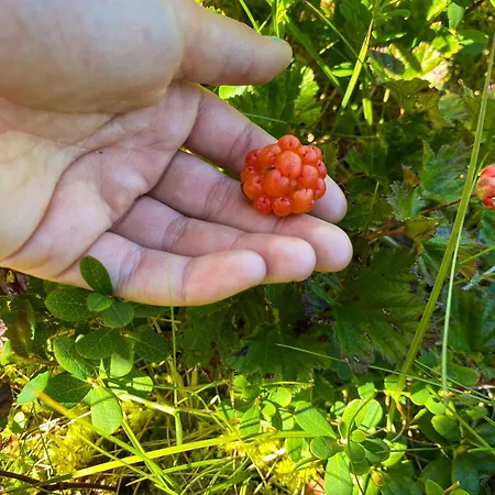 With Award-winning Design On Norefjell